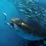 The Story of Atlantic Bigeye Tuna