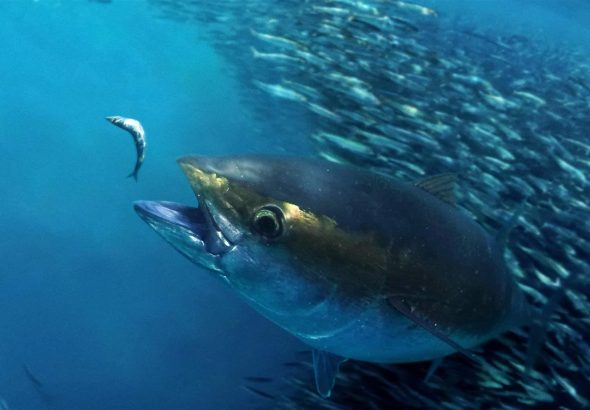 The Story of Atlantic Bigeye Tuna